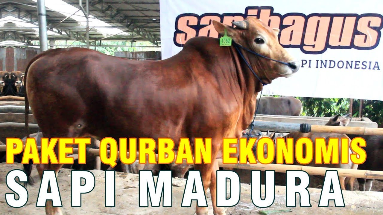 
                                 Paket-Ekonomis-Sapi-Madura-Qurban-2022